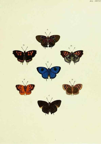 Reproducción/Reproduction 22610534485: De uitlandsche kapellen voorkomende in de drie waereld-deelen, Asia, Africa en America,. Amsteldam,Chez S. J. Baalde;1779-1782.