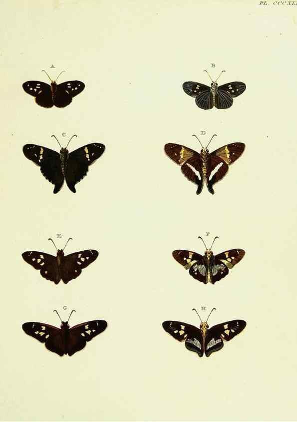 Reproducción/Reproduction 22597012222: De uitlandsche kapellen voorkomende in de drie waereld-deelen, Asia, Africa en America,. Amsteldam,Chez S. J. Baalde;1779-1782.