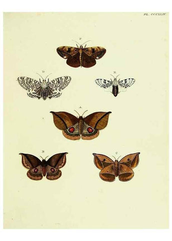 Reproducción/Reproduction 22621767061: De uitlandsche kapellen voorkomende in de drie waereld-deelen, Asia, Africa en America,. Amsteldam,Chez S. J. Baalde;1779-1782.