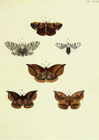 Reproducción/Reproduction 22621767061: De uitlandsche kapellen voorkomende in de drie waereld-deelen, Asia, Africa en America,. Amsteldam,Chez S. J. Baalde;1779-1782.