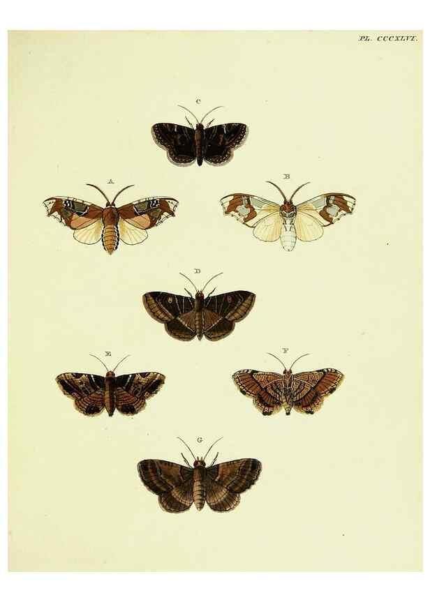 Reproducción/Reproduction 22422623130: De uitlandsche kapellen voorkomende in de drie waereld-deelen, Asia, Africa en America,. Amsteldam,Chez S. J. Baalde;1779-1782.