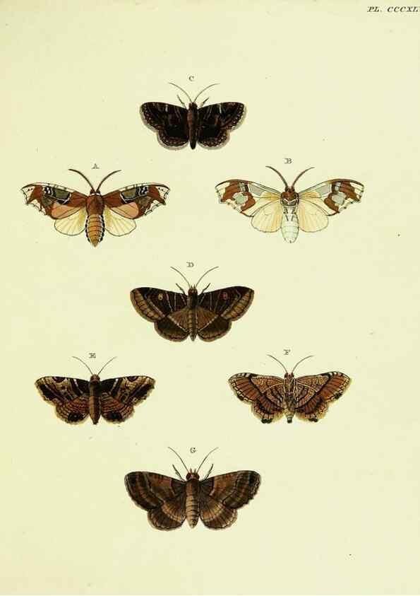 Reproducción/Reproduction 22422623130: De uitlandsche kapellen voorkomende in de drie waereld-deelen, Asia, Africa en America,. Amsteldam,Chez S. J. Baalde;1779-1782.
