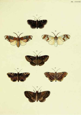 Reproducción/Reproduction 22422623130: De uitlandsche kapellen voorkomende in de drie waereld-deelen, Asia, Africa en America,. Amsteldam,Chez S. J. Baalde;1779-1782.