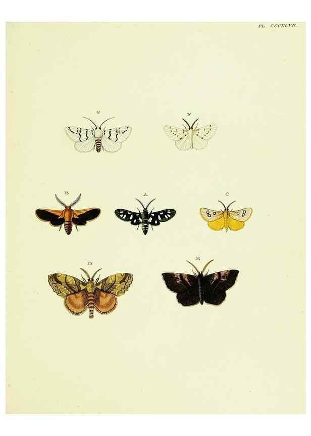 Reproducción/Reproduction 22621777391: De uitlandsche kapellen voorkomende in de drie waereld-deelen, Asia, Africa en America,. Amsteldam,Chez S. J. Baalde;1779-1782.