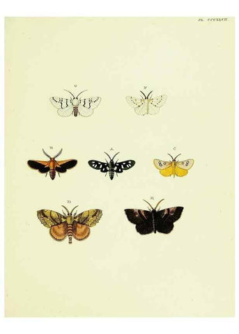 Reproducción/Reproduction 22621777391: De uitlandsche kapellen voorkomende in de drie waereld-deelen, Asia, Africa en America,. Amsteldam,Chez S. J. Baalde;1779-1782.