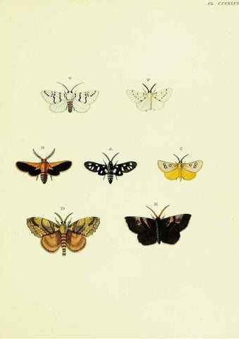 Reproducción/Reproduction 22621777391: De uitlandsche kapellen voorkomende in de drie waereld-deelen, Asia, Africa en America,. Amsteldam,Chez S. J. Baalde;1779-1782.