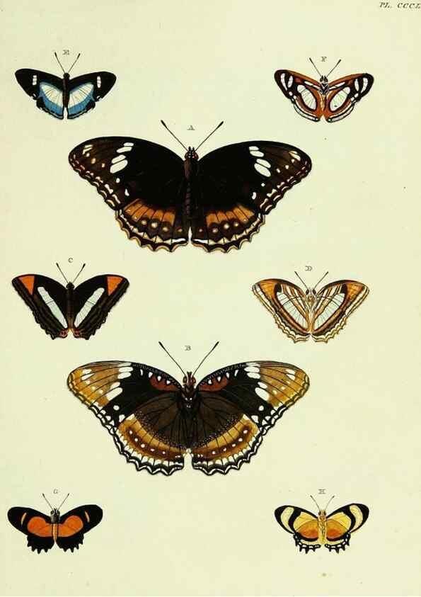 Reproducción/Reproduction 22422763580: De uitlandsche kapellen voorkomende in de drie waereld-deelen, Asia, Africa en America,. Amsteldam,Chez S. J. Baalde;1779-1782.