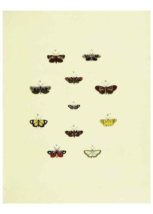 Reproducción/Reproduction 22610557785: De uitlandsche kapellen voorkomende in de drie waereld-deelen, Asia, Africa en America,. Amsteldam,Chez S. J. Baalde;1779-1782.