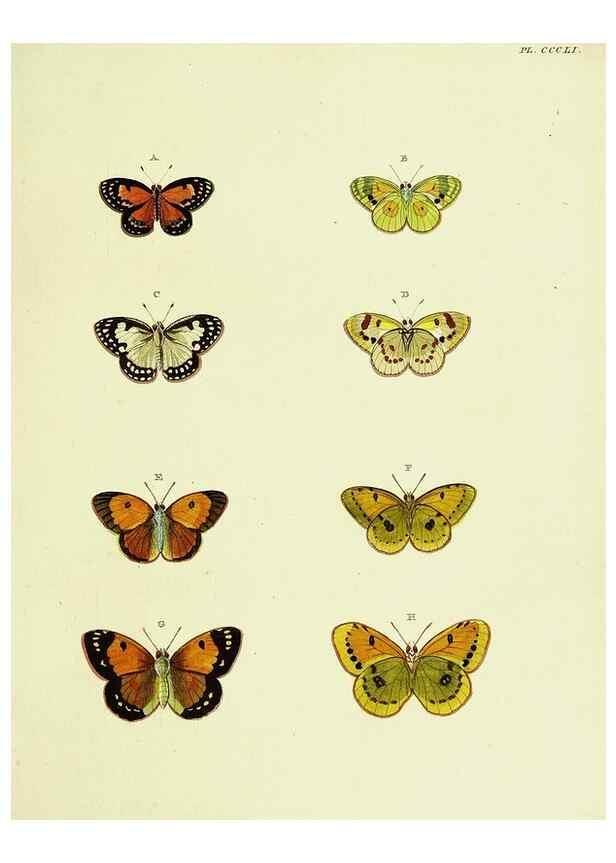 Reproducción/Reproduction 22422642870: De uitlandsche kapellen voorkomende in de drie waereld-deelen, Asia, Africa en America,. Amsteldam,Chez S. J. Baalde;1779-1782.