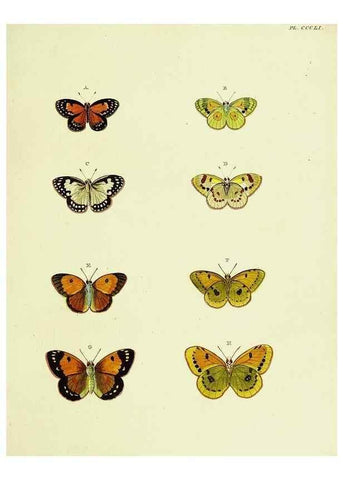 Reproducción/Reproduction 22422642870: De uitlandsche kapellen voorkomende in de drie waereld-deelen, Asia, Africa en America,. Amsteldam,Chez S. J. Baalde;1779-1782.