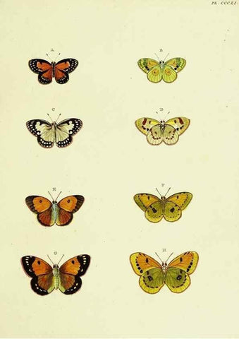 Reproducción/Reproduction 22422642870: De uitlandsche kapellen voorkomende in de drie waereld-deelen, Asia, Africa en America,. Amsteldam,Chez S. J. Baalde;1779-1782.