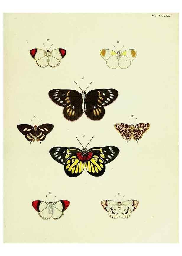 Reproducción/Reproduction 22610575025: De uitlandsche kapellen voorkomende in de drie waereld-deelen, Asia, Africa en America,. Amsteldam,Chez S. J. Baalde;1779-1782.