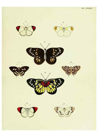 Reproducción/Reproduction 22610575025: De uitlandsche kapellen voorkomende in de drie waereld-deelen, Asia, Africa en America,. Amsteldam,Chez S. J. Baalde;1779-1782.
