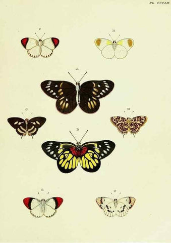 Reproducción/Reproduction 22610575025: De uitlandsche kapellen voorkomende in de drie waereld-deelen, Asia, Africa en America,. Amsteldam,Chez S. J. Baalde;1779-1782.