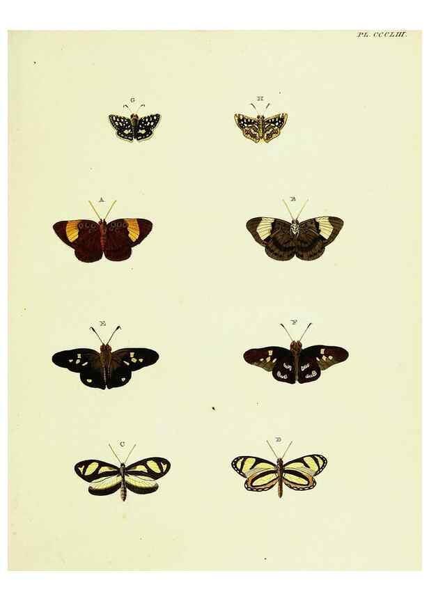 Reproducción/Reproduction 22621802671: De uitlandsche kapellen voorkomende in de drie waereld-deelen, Asia, Africa en America,. Amsteldam,Chez S. J. Baalde;1779-1782.
