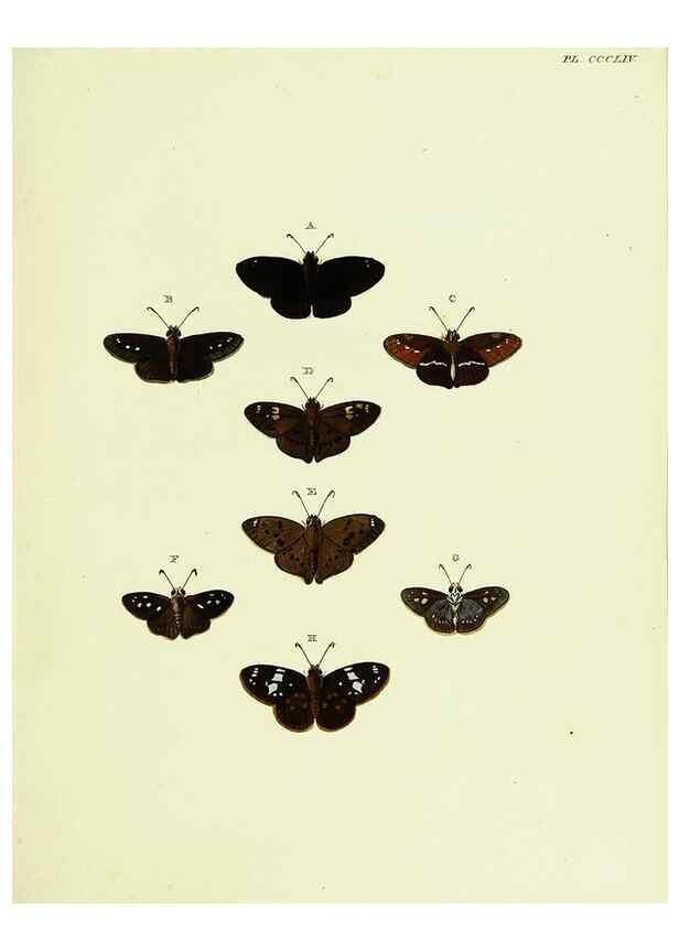 Reproducción/Reproduction 22610582675: De uitlandsche kapellen voorkomende in de drie waereld-deelen, Asia, Africa en America,. Amsteldam,Chez S. J. Baalde;1779-1782.