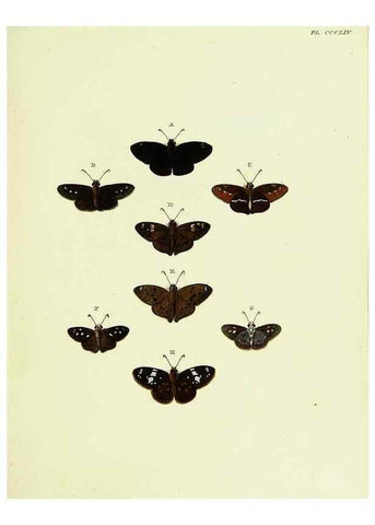 Reproducción/Reproduction 22610582675: De uitlandsche kapellen voorkomende in de drie waereld-deelen, Asia, Africa en America,. Amsteldam,Chez S. J. Baalde;1779-1782.