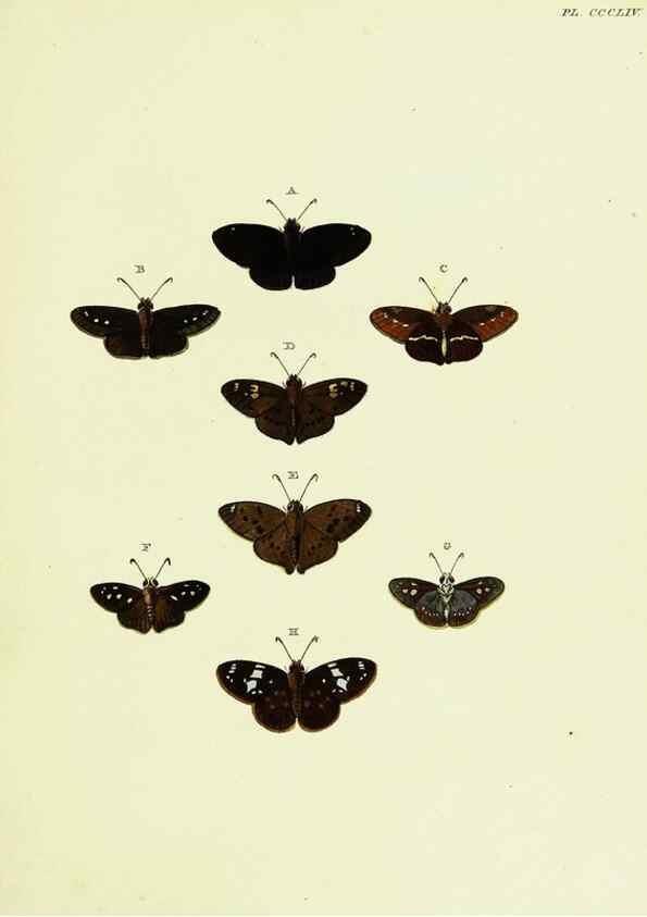 Reproducción/Reproduction 22610582675: De uitlandsche kapellen voorkomende in de drie waereld-deelen, Asia, Africa en America,. Amsteldam,Chez S. J. Baalde;1779-1782.