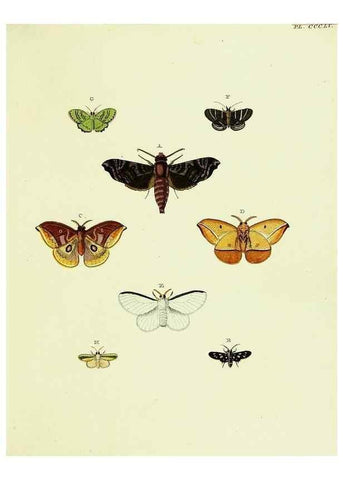 Reproducción/Reproduction 21989437643: De uitlandsche kapellen voorkomende in de drie waereld-deelen, Asia, Africa en America,. Amsteldam,Chez S. J. Baalde;1779-1782.
