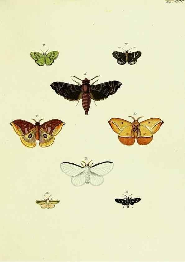 Reproducción/Reproduction 21989437643: De uitlandsche kapellen voorkomende in de drie waereld-deelen, Asia, Africa en America,. Amsteldam,Chez S. J. Baalde;1779-1782.