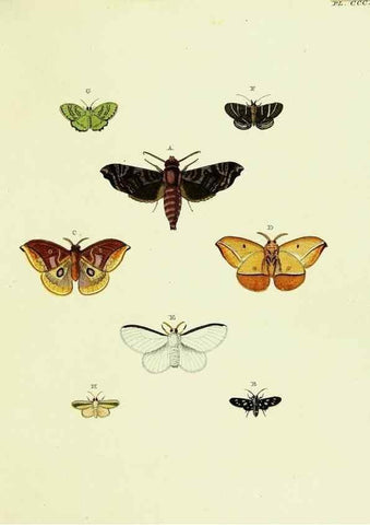Reproducción/Reproduction 21989437643: De uitlandsche kapellen voorkomende in de drie waereld-deelen, Asia, Africa en America,. Amsteldam,Chez S. J. Baalde;1779-1782.