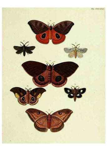 Reproducción/Reproduction 22610598055: De uitlandsche kapellen voorkomende in de drie waereld-deelen, Asia, Africa en America,. Amsteldam,Chez S. J. Baalde;1779-1782.
