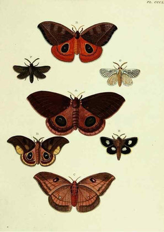 Reproducción/Reproduction 22610598055: De uitlandsche kapellen voorkomende in de drie waereld-deelen, Asia, Africa en America,. Amsteldam,Chez S. J. Baalde;1779-1782.