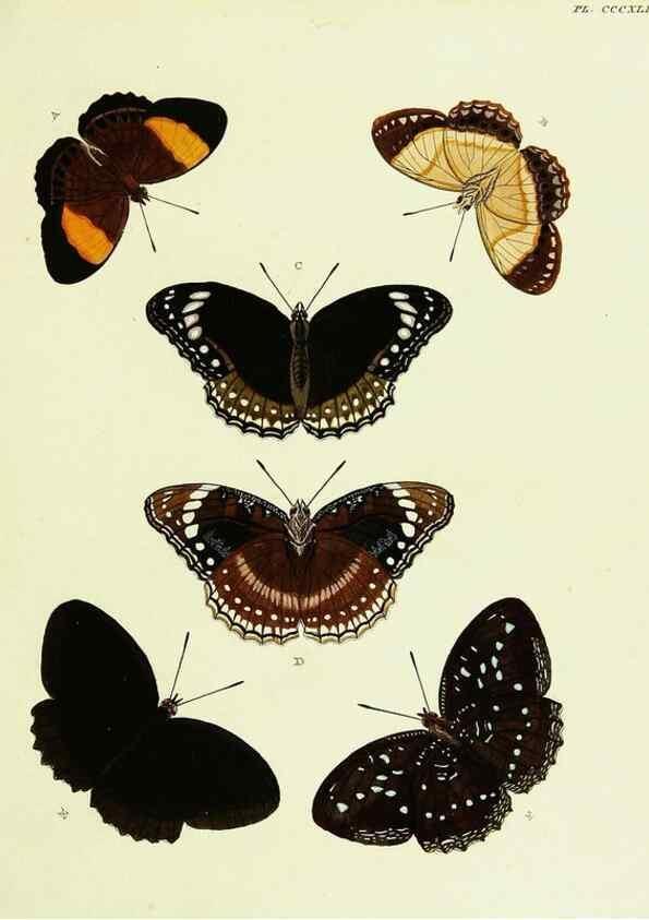 Reproducción/Reproduction 22597032042: De uitlandsche kapellen voorkomende in de drie waereld-deelen, Asia, Africa en America,. Amsteldam,Chez S. J. Baalde;1779-1782.