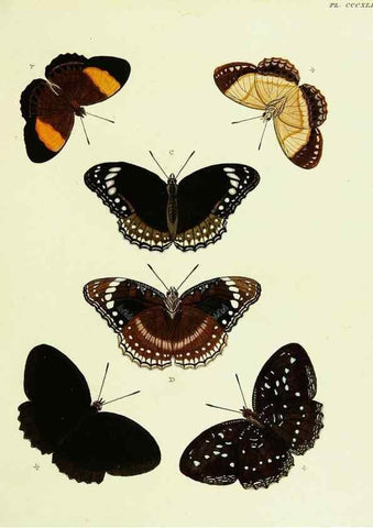 Reproducción/Reproduction 22597032042: De uitlandsche kapellen voorkomende in de drie waereld-deelen, Asia, Africa en America,. Amsteldam,Chez S. J. Baalde;1779-1782.