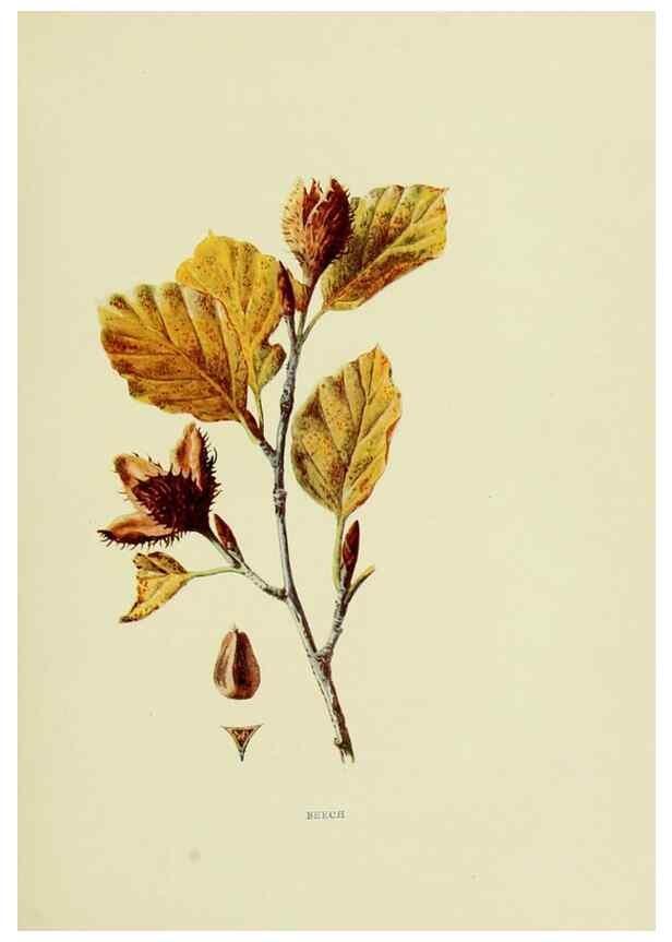 Reproducción/Reproduction 22798766576: Wild fruits of the country-side,. London :Hutchinson,1902.