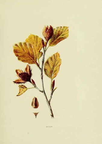 Reproducción/Reproduction 22798766576: Wild fruits of the country-side,. London :Hutchinson,1902.