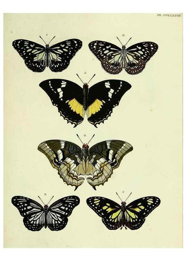 Reproducción/Reproduction 22597164792: De uitlandsche kapellen voorkomende in de drie waereld-deelen, Asia, Africa en America,. Amsteldam,Chez S. J. Baalde;1779-1782.