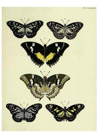 Reproducción/Reproduction 22597164792: De uitlandsche kapellen voorkomende in de drie waereld-deelen, Asia, Africa en America,. Amsteldam,Chez S. J. Baalde;1779-1782.