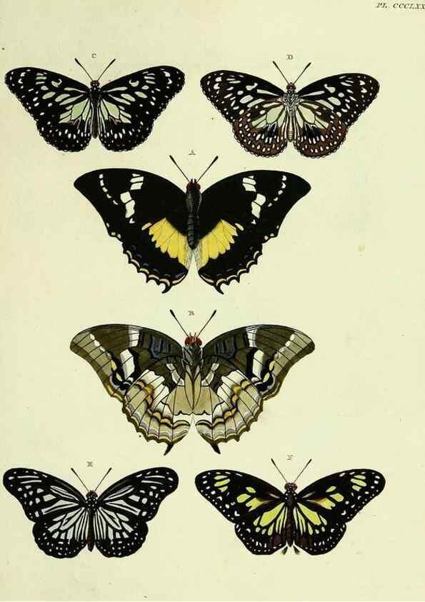 Reproducción/Reproduction 22597164792: De uitlandsche kapellen voorkomende in de drie waereld-deelen, Asia, Africa en America,. Amsteldam,Chez S. J. Baalde;1779-1782.