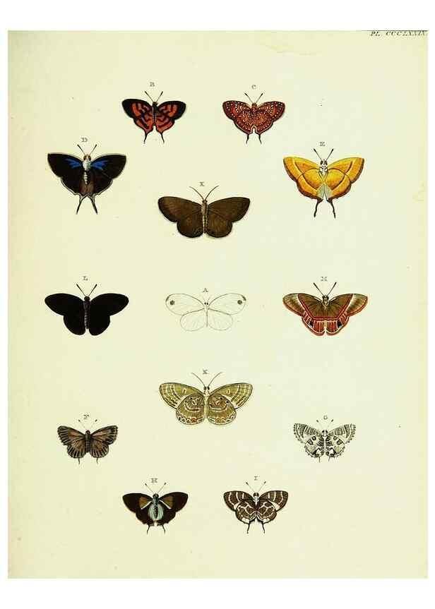 Reproducción/Reproduction 22597187062: De uitlandsche kapellen voorkomende in de drie waereld-deelen, Asia, Africa en America,. Amsteldam,Chez S. J. Baalde;1779-1782.