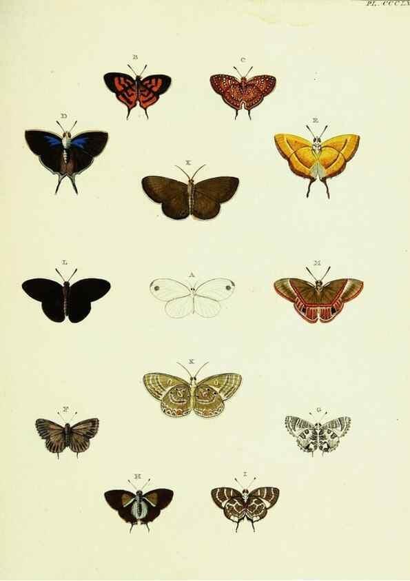 Reproducción/Reproduction 22597187062: De uitlandsche kapellen voorkomende in de drie waereld-deelen, Asia, Africa en America,. Amsteldam,Chez S. J. Baalde;1779-1782.