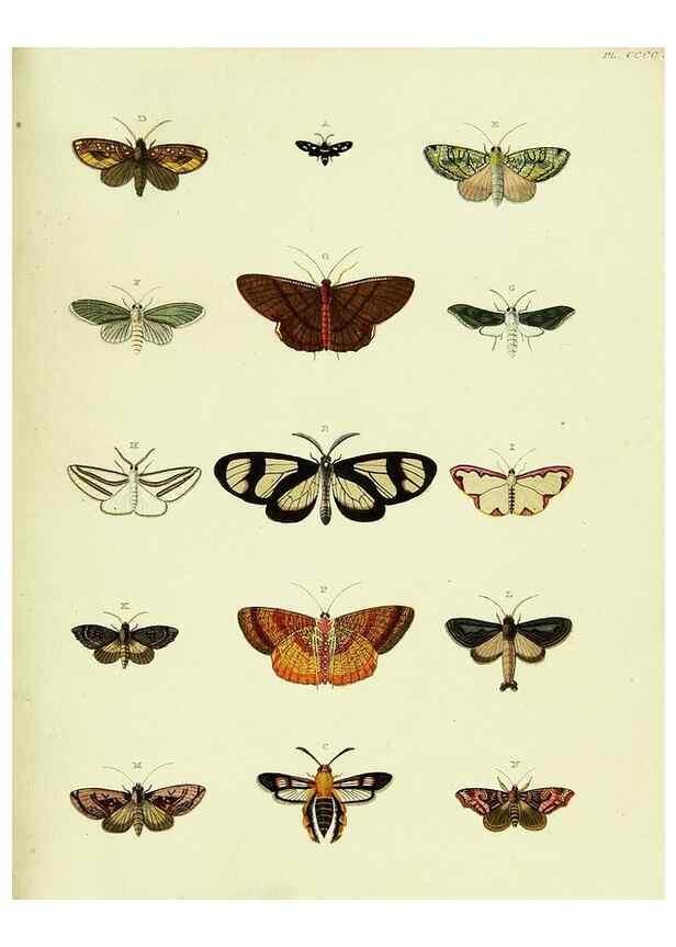 Reproducción/Reproduction 22622041171: De uitlandsche kapellen voorkomende in de drie waereld-deelen, Asia, Africa en America,. Amsteldam,Chez S. J. Baalde;1779-1782.