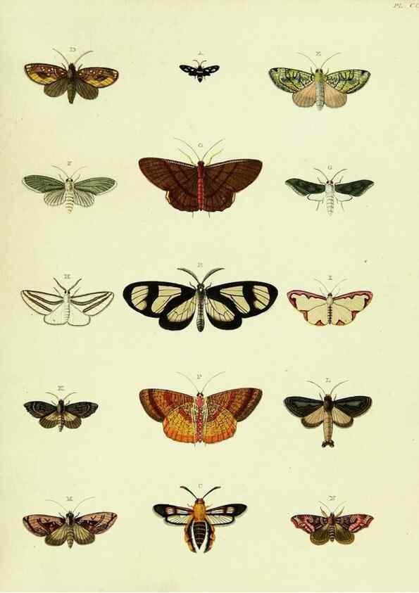 Reproducción/Reproduction 22622041171: De uitlandsche kapellen voorkomende in de drie waereld-deelen, Asia, Africa en America,. Amsteldam,Chez S. J. Baalde;1779-1782.