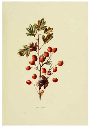 Reproducción/Reproduction 22432570419: Wild fruits of the country-side,. London :Hutchinson,1902.