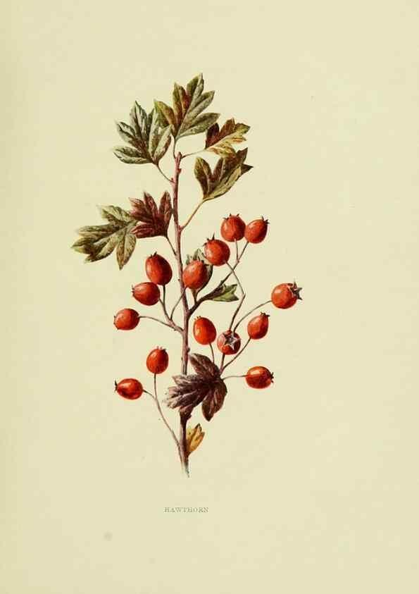 Reproducción/Reproduction 22432570419: Wild fruits of the country-side,. London :Hutchinson,1902.