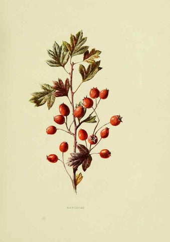 Reproducción/Reproduction 22432570419: Wild fruits of the country-side,. London :Hutchinson,1902.