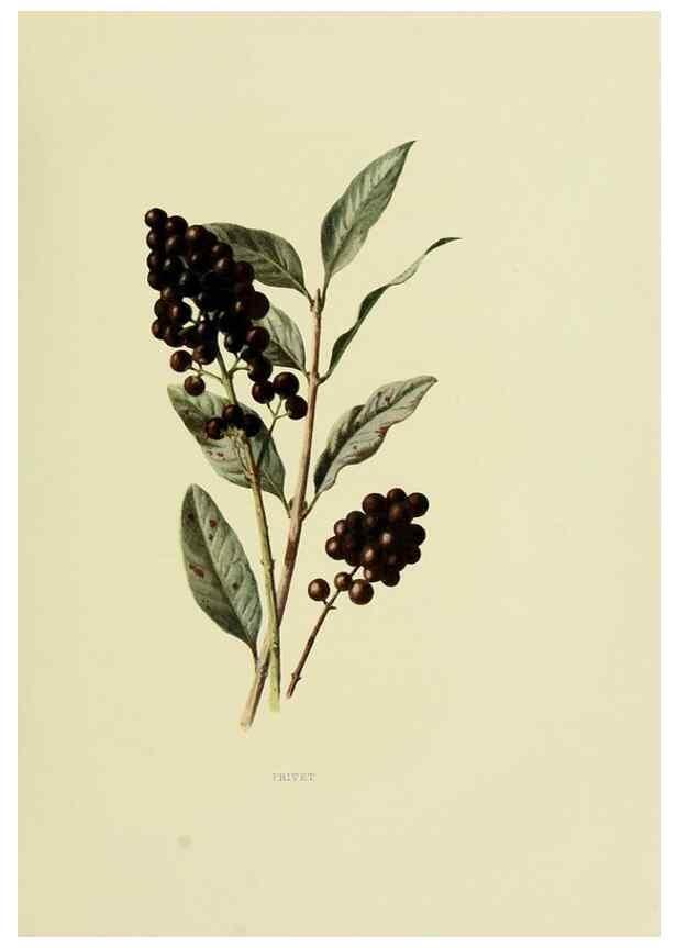 Reproducción/Reproduction 22406372818: Wild fruits of the country-side,. London :Hutchinson,1902.