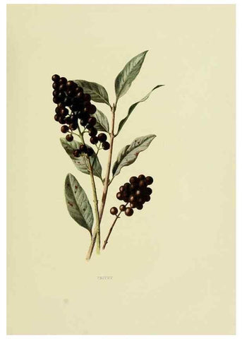 Reproducción/Reproduction 22406372818: Wild fruits of the country-side,. London :Hutchinson,1902.