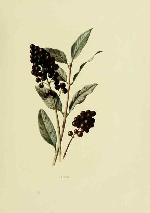 Reproducción/Reproduction 22406372818: Wild fruits of the country-side,. London :Hutchinson,1902.