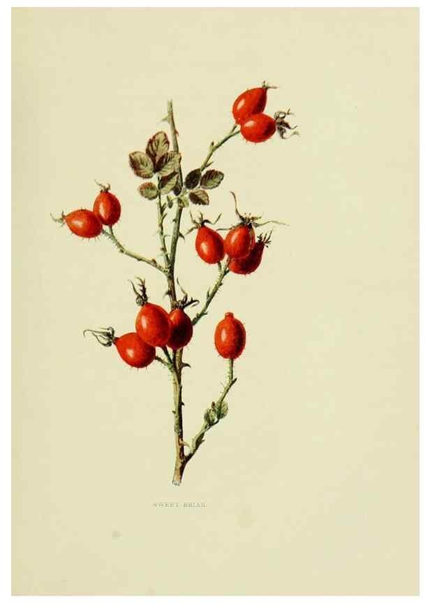 Reproducción/Reproduction 22432575749: Wild fruits of the country-side,. London :Hutchinson,1902.