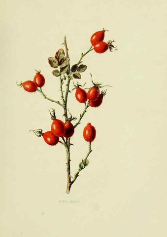 Reproducción/Reproduction 22432575749: Wild fruits of the country-side,. London :Hutchinson,1902.