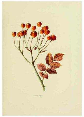 Reproducción/Reproduction 22835914661: Wild fruits of the country-side,. London :Hutchinson,1902.