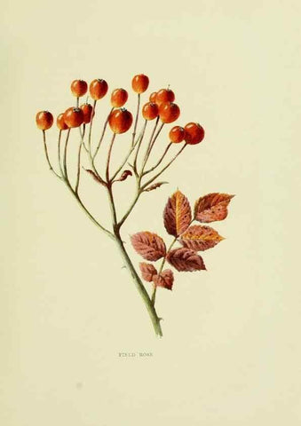 Reproducción/Reproduction 22835914661: Wild fruits of the country-side,. London :Hutchinson,1902.