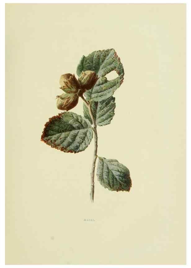 Reproducción/Reproduction 22432582239: Wild fruits of the country-side,. London :Hutchinson,1902.