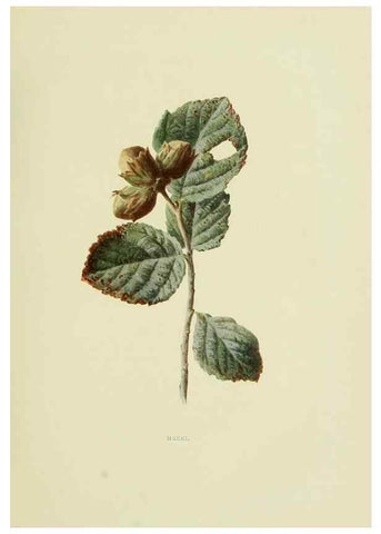 Reproducción/Reproduction 22432582239: Wild fruits of the country-side,. London :Hutchinson,1902.